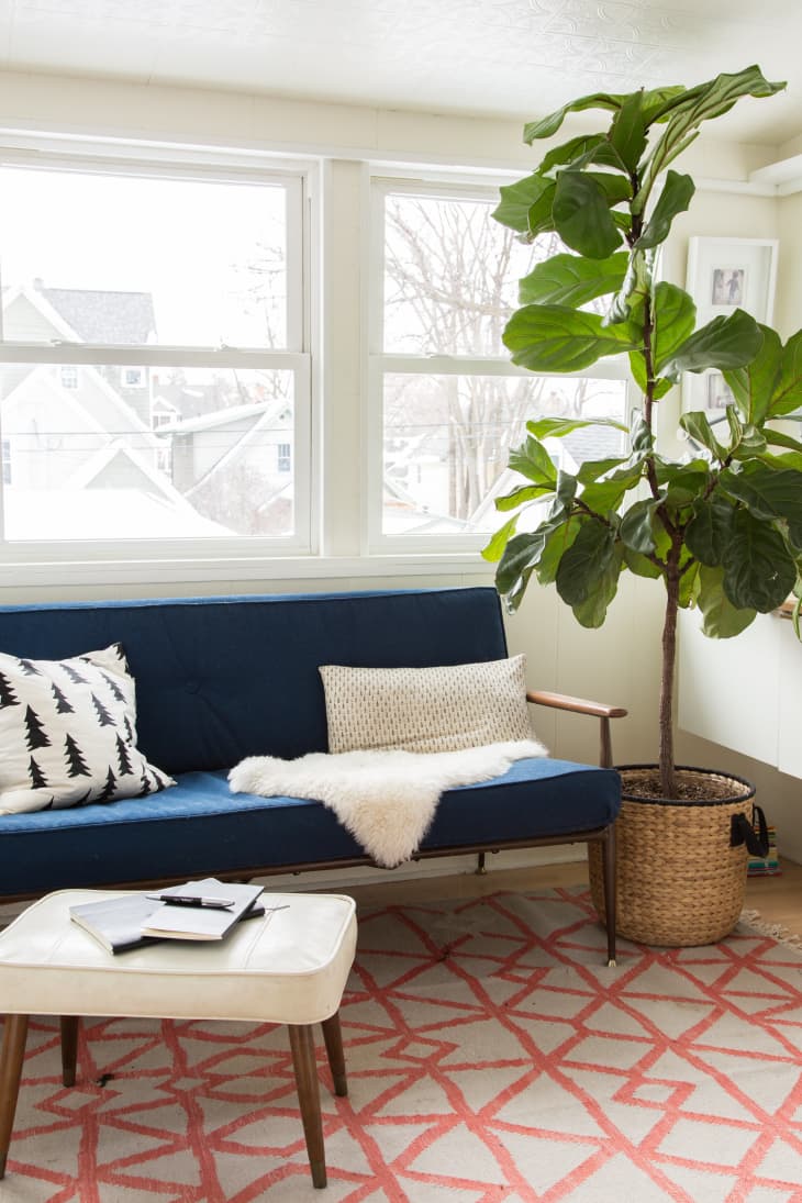 Fiddle Leaf Fig Care How to Grow & Maintain a Ficus Lyrata Plant